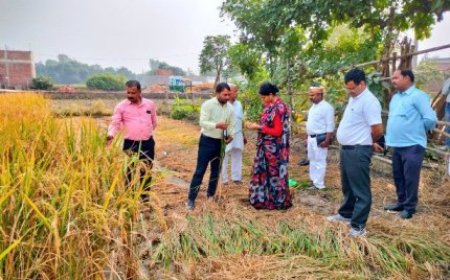 जनपद में धान की फसल का उत्पादन जानने को लेकर डीएम ने कराई क्राप कटिंग