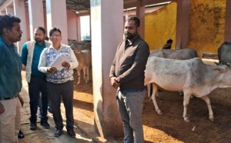 गौवंश के लिए हरा चारा, भूसा व पशुआहार की व्यवस्था सुनिश्चित की जाये - जिलाधिकारी