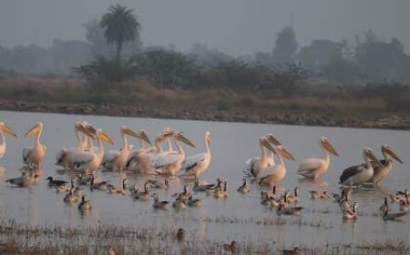 यूरोपीय पक्षी रोजी पेलिकन की जोधपुर झाल पर दस्तक