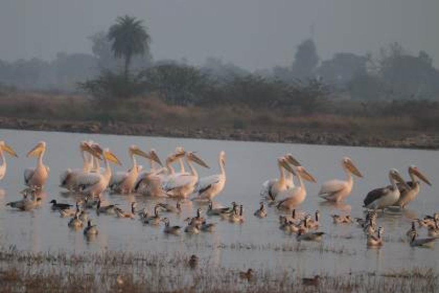 यूरोपीय पक्षी रोजी पेलिकन की जोधपुर झाल पर दस्तक