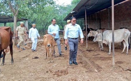 जिलाधिकारी ने अस्थायी गोवंश आश्रय स्थल बगाही का किया स्थलीय निरीक्षण