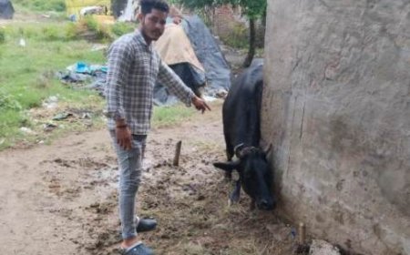 सीवीओ ने जिले में लम्पी स्किन डिसीज की रोकथाम एवं तैयारियों की दी जानकारी