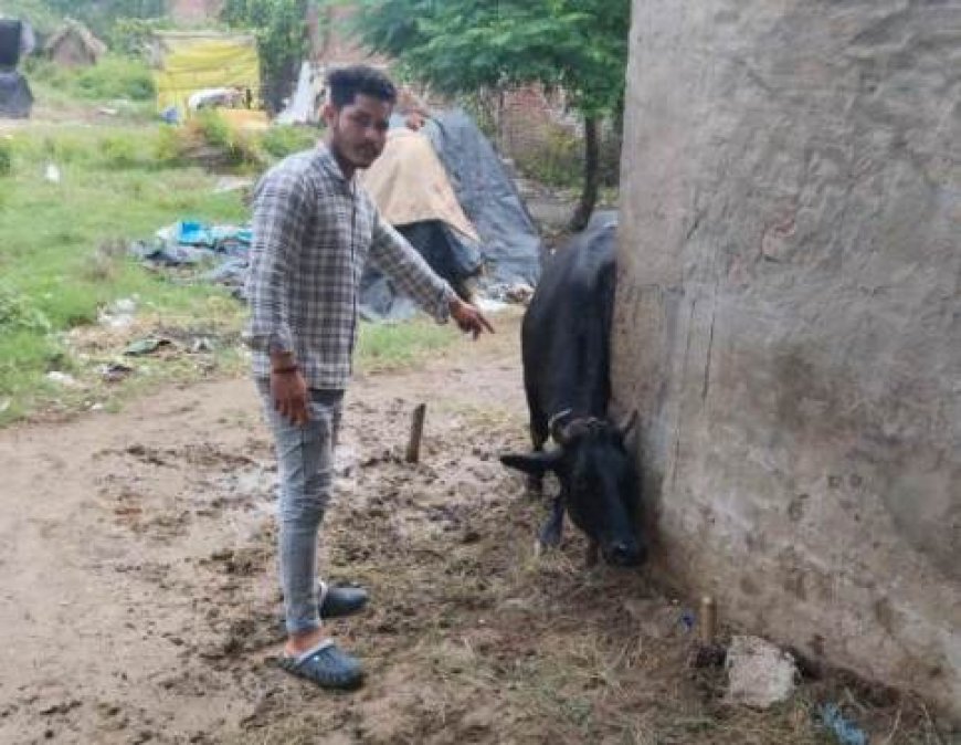 सीवीओ ने जिले में लम्पी स्किन डिसीज की रोकथाम एवं तैयारियों की दी जानकारी