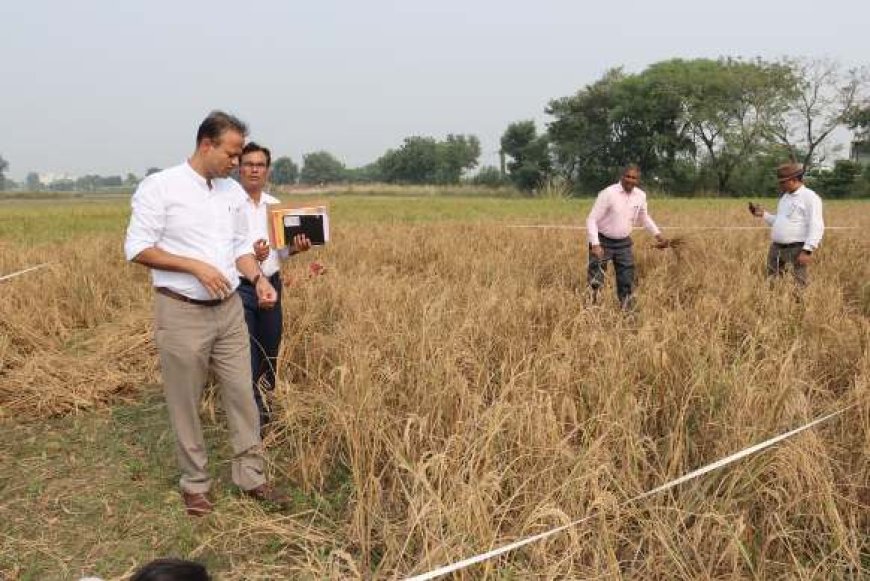जिलाधिकारी ने कराई धान की उपज का सर्वे कराने के लिए क्रॉप कटिंग
