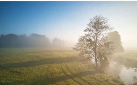 हल्की फुल्की धूप भी नहीं दिला सकी गलन से छुटकारा, कोहरे में शून्य के करीब पहुंची  दृश्यता