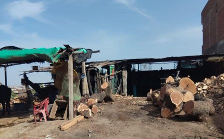 वन विभाग की मिलीभगत से फल-फूल रहा अवैध लकड़ी का काला कारोबार