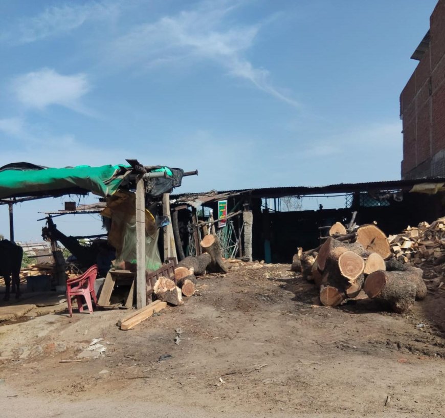 वन विभाग की मिलीभगत से फल-फूल रहा अवैध लकड़ी का काला कारोबार