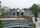 हाईटेक नर्सरी पौथिया का निदेशक उद्यान ने किया औचक निरीक्षण