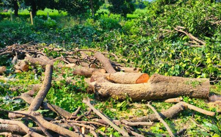कर्नलगंज में वन माफियाओं का कहर: भंभुआ में बिना परमिट 6 हरे पेड़ काटे, पुलिस-वन विभाग पर मिलीभगत का आरोप