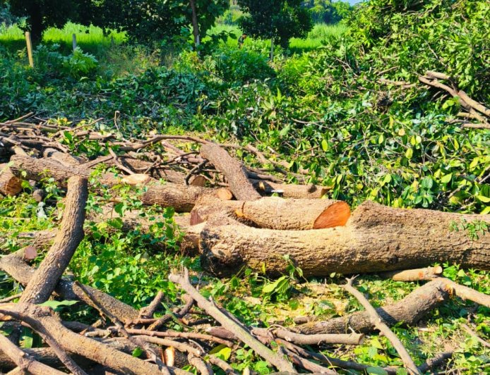 कर्नलगंज में वन माफियाओं का कहर: भंभुआ में बिना परमिट 6 हरे पेड़ काटे, पुलिस-वन विभाग पर मिलीभगत का आरोप